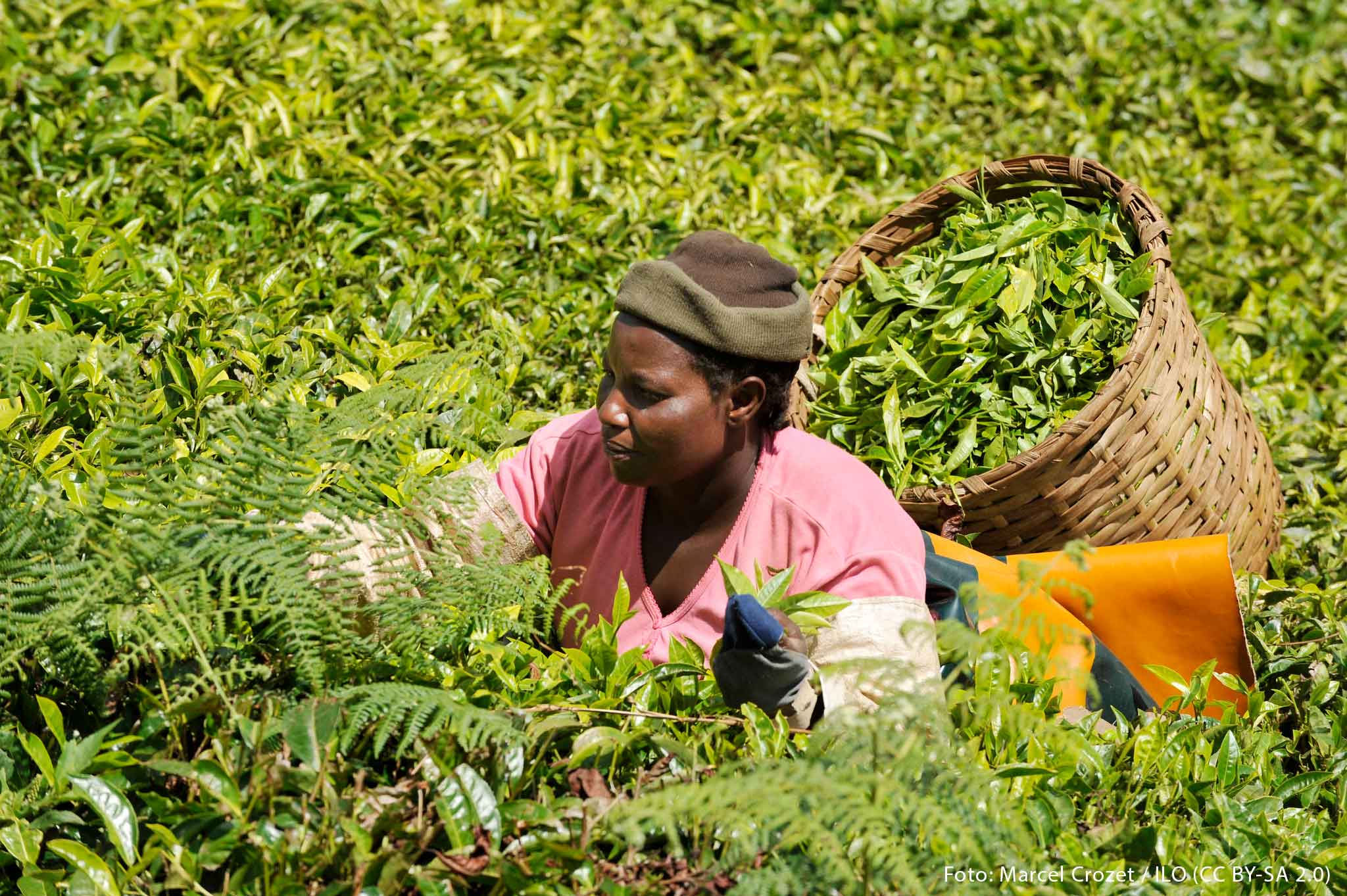 Arbeiterin pflückt Tee auf einer Plantage.