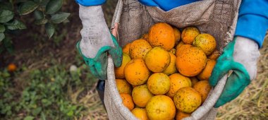 Frisch geerntete Orangen im Korb.