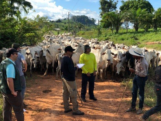 Arbeitsinspekteur_innen befreien 30 Viehhirten aus sklavereiähnlicher Arbeit als sie 3.850 Rinder des Farmers Maurício Pompeia Fraga transportierten 