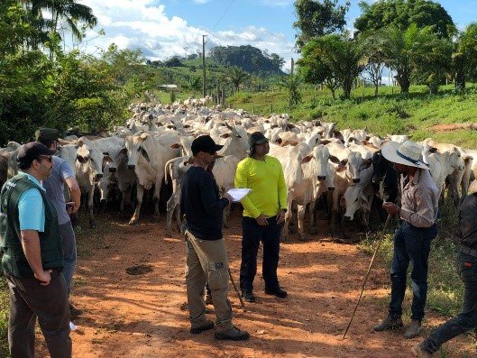 Arbeitsinspekteur_innen befreien 30 Viehhirten aus sklavereiähnlicher Arbeit als sie 3.850 Rinder des Farmers Maurício Pompeia Fraga transportierten